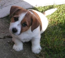 Jack Russell teriér - štěňátka s PP FCI